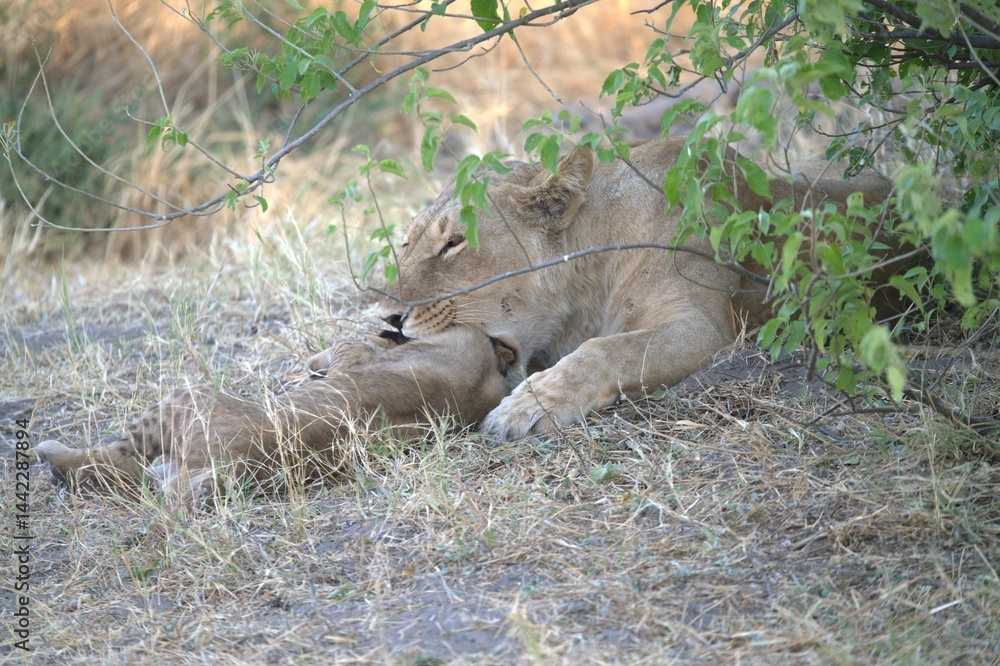 lion in wild savanna , Animal of africa lion in wild savanna , Animal of africa