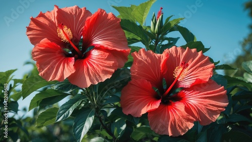 Wallpaper Mural Pair of large red Hibiscus blooms with visible pistils set against green leaves Torontodigital.ca