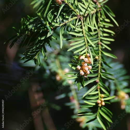 Yew (Taxus baccata) branch closeup showing needle-like leaves and clusters of pollen cones in spring light