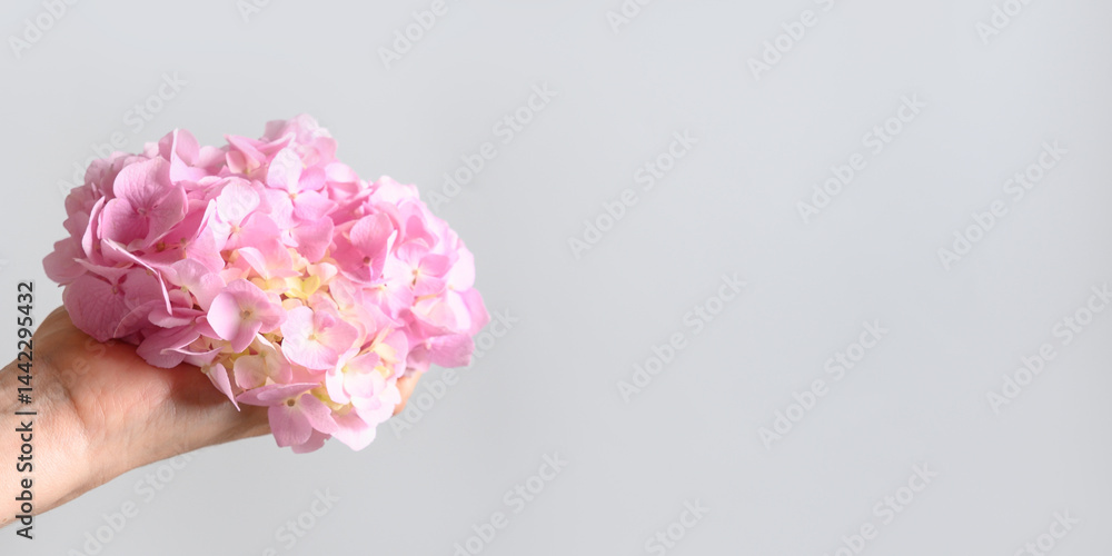 Pink hydrangea flower in woman hand on pastel gray background. Creative minimal style. Greeting card. Banner.