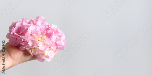 Obraz na płótnie Pink hydrangea flower in woman hand on pastel gray background. Creative minimal style. Greeting card. Banner. w salonie