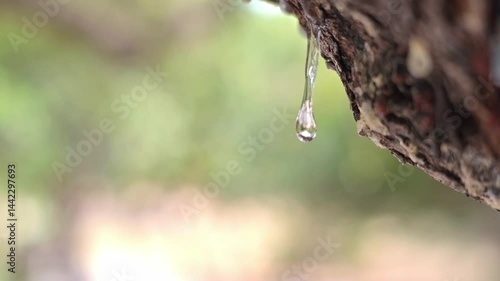 Wallpaper Mural The resin mastic oozes in tears out of the branch of a mastic tree. Drops brightens and twinkles in the sun. Sunlight shining through the foliage with the rays. Selective focus. Chios, Greece. Torontodigital.ca