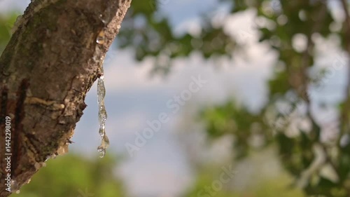 Wallpaper Mural Fresh mastic drops ooze in tears from the mastic tree, reflecting light on Chios Island, Greece. A close-up shot with a dreamy bokeh background showcases the natural beauty of this precious resin Torontodigital.ca