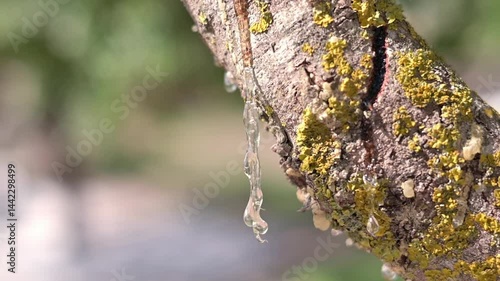 Wallpaper Mural Selective focus on the mastic oozes in tears out of the branch of a mastic tree. Mastic drops brighten and twinkle in the sunlight. Beautiful bokeh background. Chios island, Greece. Torontodigital.ca