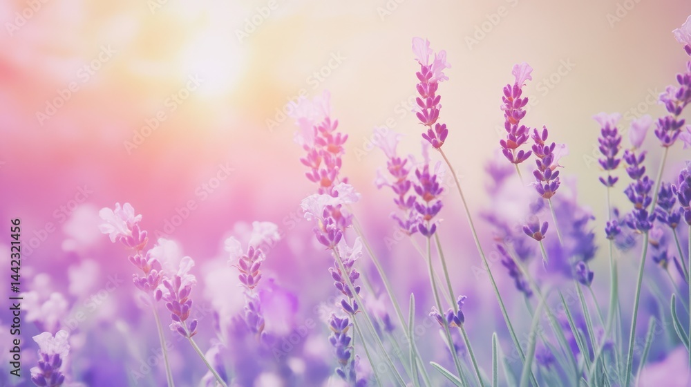 Naklejka premium Lavender blossoms grace field, floral scent fills air, gentle sunlight creates calming, soothing atmosphere.