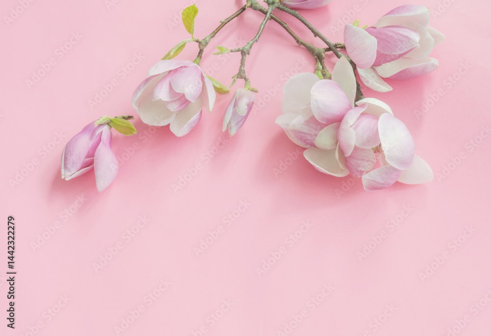 magnolia flowers on colorful paper background