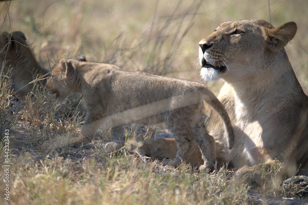 Fototapeta premium lion in wild savanna , animal of africa