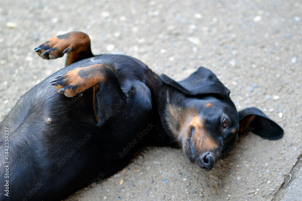 portrait of dachshund in funny digging and sleeping poses