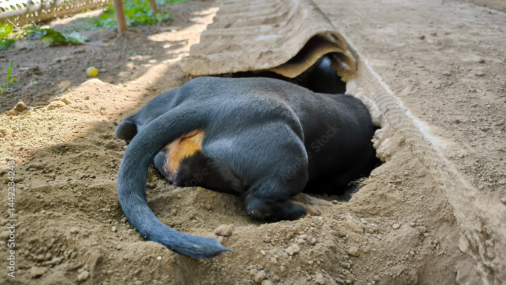 portrait of dachshund in funny digging and sleeping poses