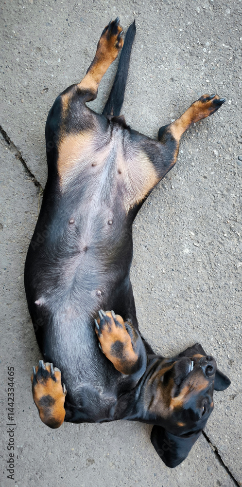 portrait of dachshund in funny digging and sleeping poses
