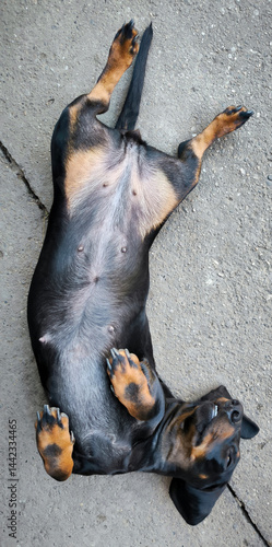 Obraz na płótnie portrait of dachshund in funny digging and sleeping poses w salonie