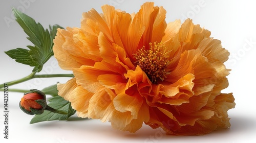 a bright orange flower on a white isolated background, lively and vibrant design