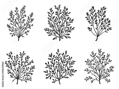 dill plant line art vector drawing 