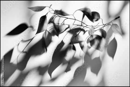 Abstract background texture featuring black and white shadows of a leaf on a concrete wall