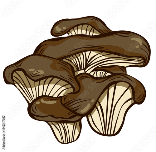 illustration of some oyster mushrooms