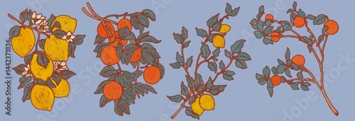 Lemon and orange fruits on a branch. Art deco clipart illustration for stickers on a transparent background. Fruit tree garden. Mediterranean isolated print