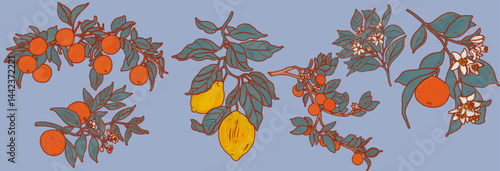 Set lemon and orange growing on tree branch. Fruits in blooming nature. Clipart illustration on transparent isolated background. Botanical garden vegetable sticker