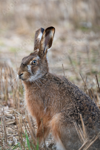 Brown hare in a field