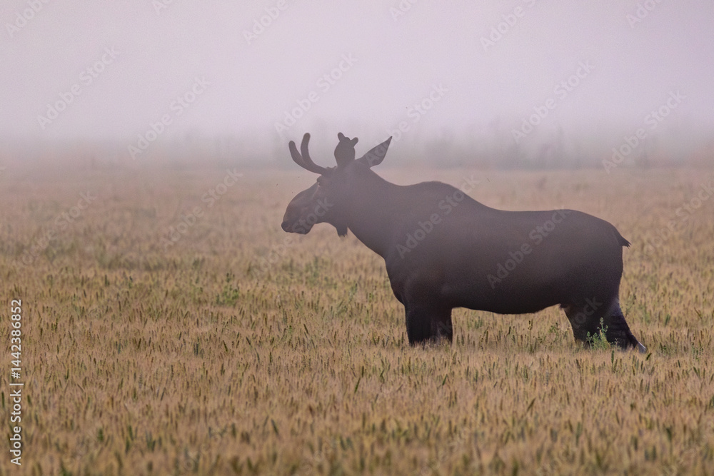 elk in the wild