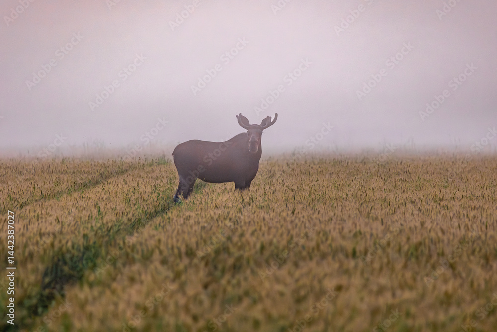 bull elk in the field