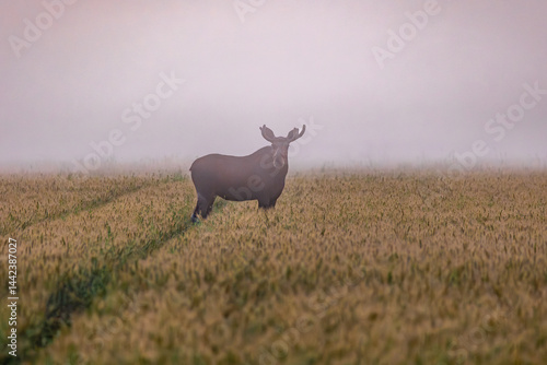 Obraz na płótnie bull elk in the field w salonie