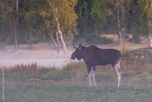 moose in the forest