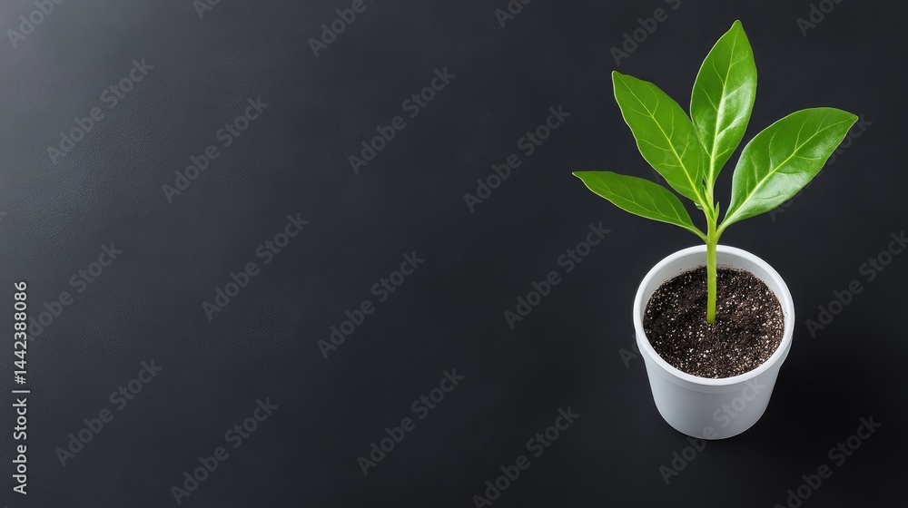 Small plant in white pot on dark surface (1) Small plant in white pot on dark surface (1)