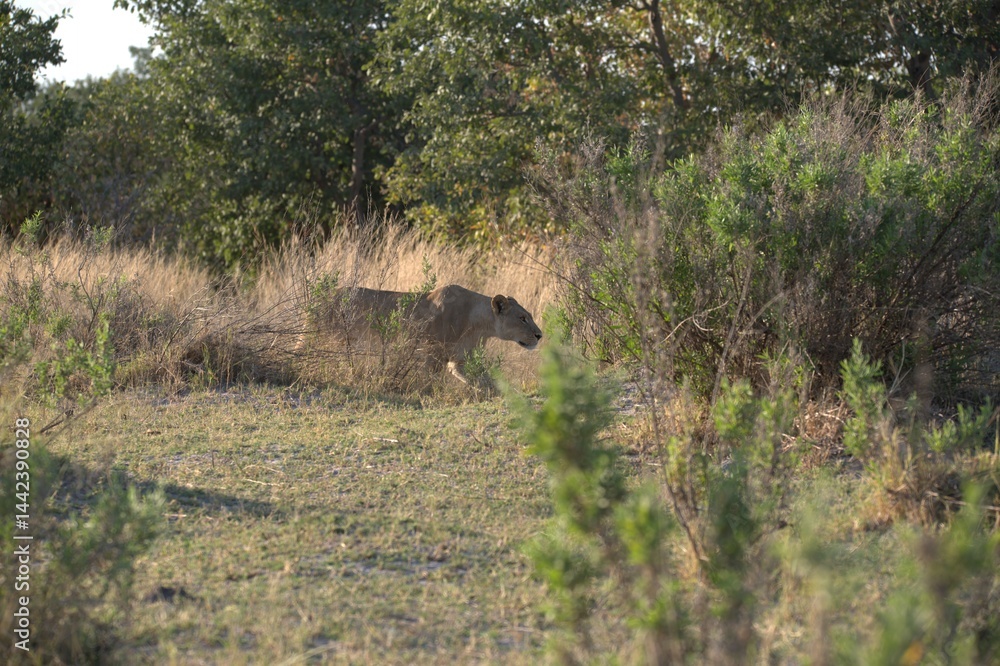 Lion in wild savanna , Animal of africa Lion in wild savanna , Animal of africa