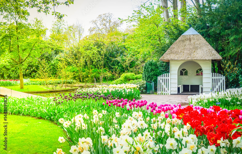 Colorful growing red, pink, red, violet tulips flowerbed with well in spring formal garden