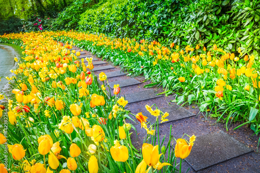 Colorful growing and blooming tulips flowerbed in spring formal garden