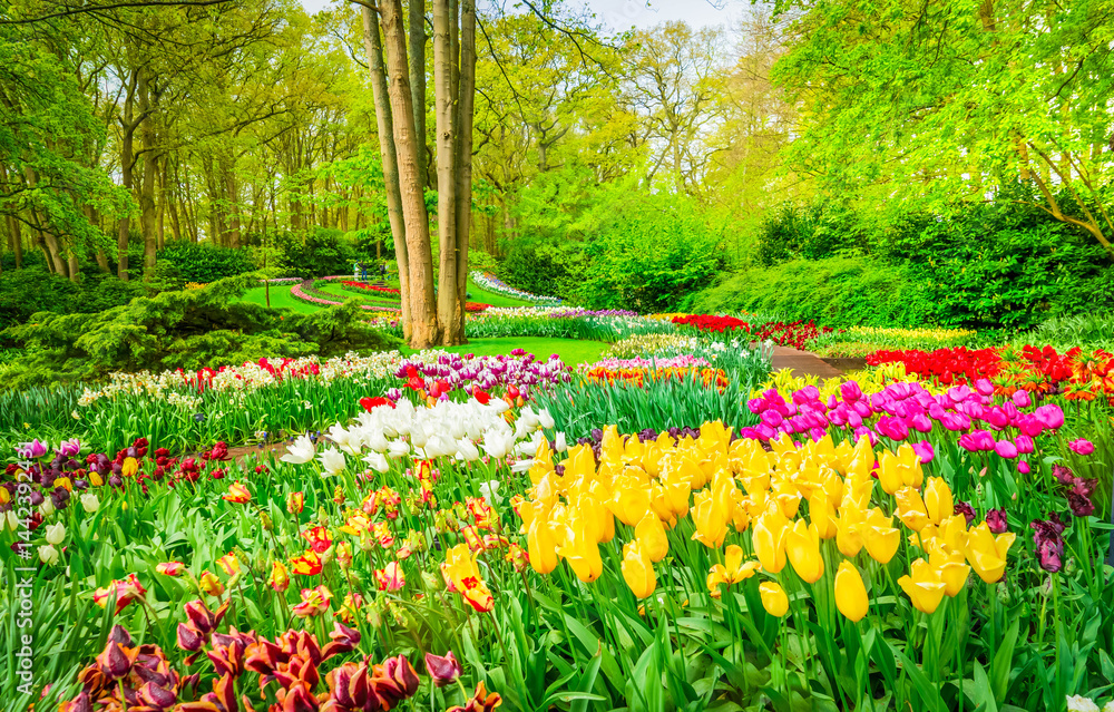 Colorful growing and blooming tulips flowerbed in spring formal garden