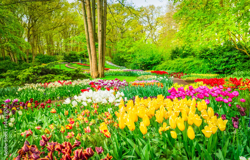 Obraz na płótnie Colorful growing and blooming tulips flowerbed in spring formal garden w salonie