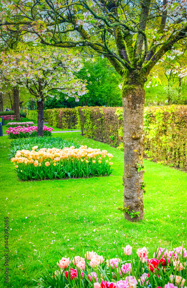 Colorful growing and blooming tulips flowerbed in spring formal garden