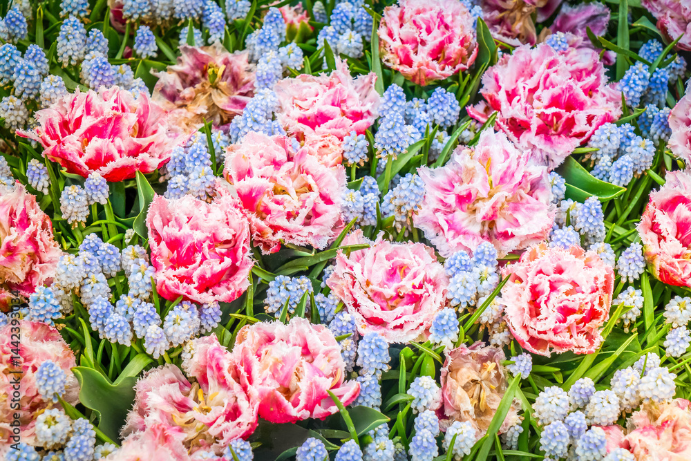 Colorful growing fresh tulips and bluebells muscari flowerbed in spring close up