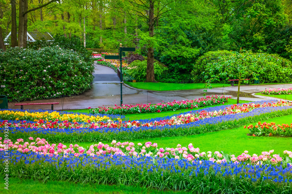 Colorful growing red, pink, red, violet tulips flowerbed in spring formal garden