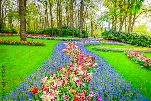 Colorful growing red, pink, red, violet tulips flowerbed in spring formal garden