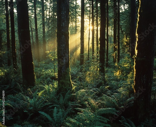 Obraz na płótnie Sun rays illuminate a lush, mossy forest at sunrise, highlighting ferns and tall trees. w salonie