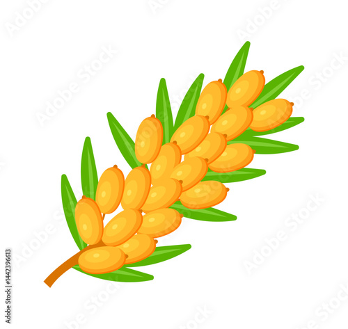 Branch of sea buckthorn growing fresh and juicy orange berries