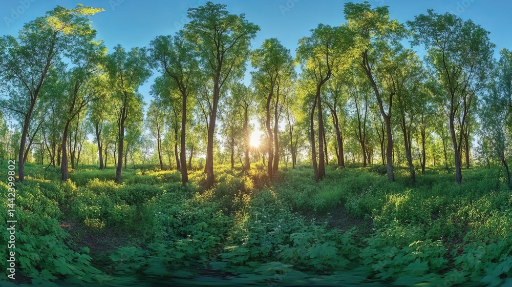 Fototapeta premium Tranquil summer forest scene with lush green trees and sunlight sky calm blue view park image photo
