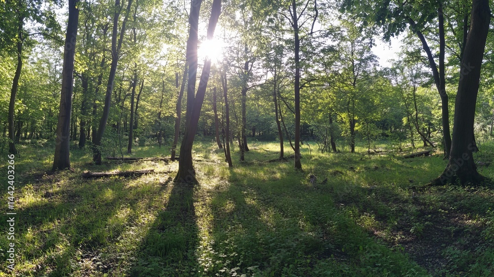 Fototapeta premium Sunlit green forest landscape tranquil summer nature scene day view calm path lush park trees woods