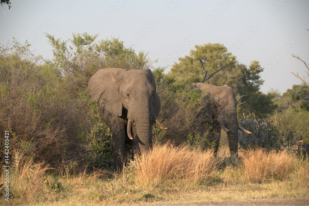 Obraz premium Elephant in wild savanna , Animal of africa