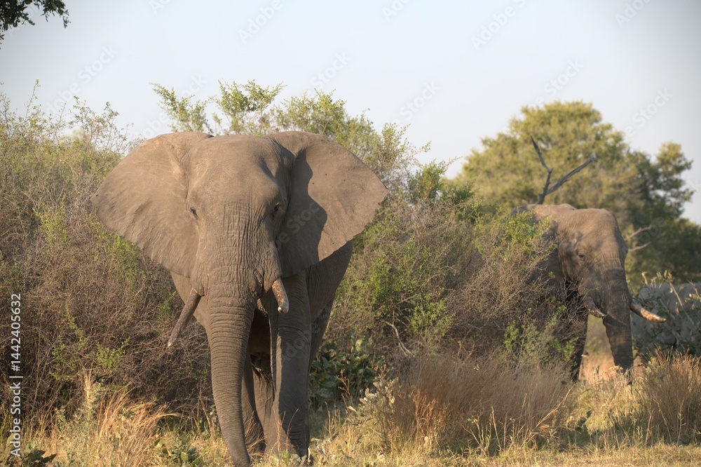 Obraz premium Elephant in wild savanna , Animal of africa