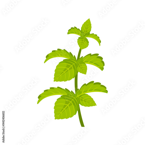 Fresh mint leaves growing on green stem