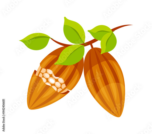 Cocoa beans growing on tree branch with leaves