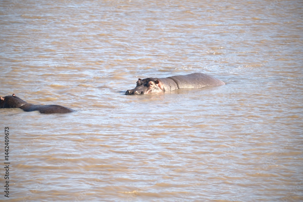 Fototapeta premium Hippopotamus in wild savanna , Animal of africa