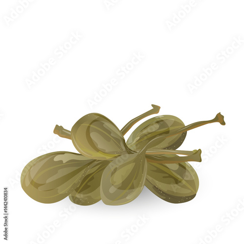 Green Pickled Buds, Capers. This botanical design is perfect for culinary, food packaging, Mediterranean cuisine, herbal products, and natural health themes