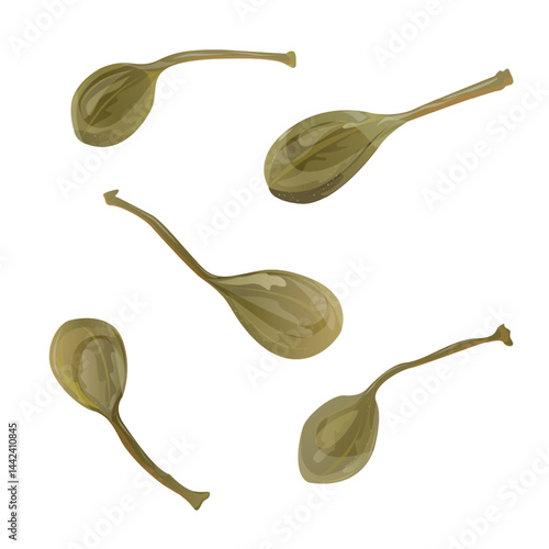 Green Pickled Buds, Capers. This botanical design is perfect for culinary, food packaging, Mediterranean cuisine, herbal products, and natural health themes