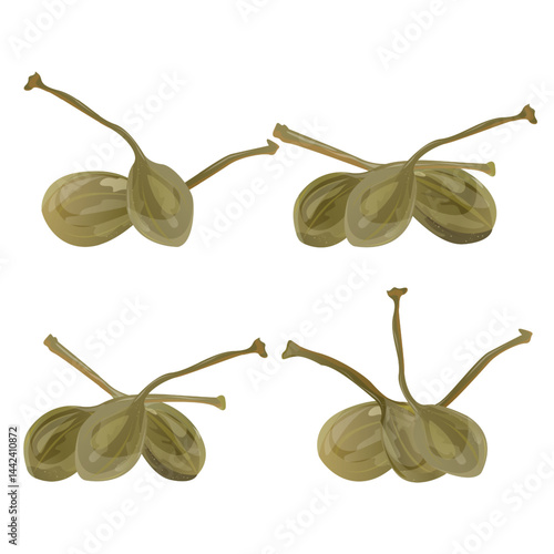 Set Green Pickled Buds, Capers. This botanical design is perfect for culinary, food packaging, Mediterranean cuisine, herbal products, and natural health themes