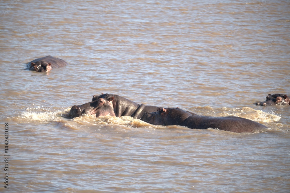 Fototapeta premium Hippopotamus in wild savanna , Animal of africa