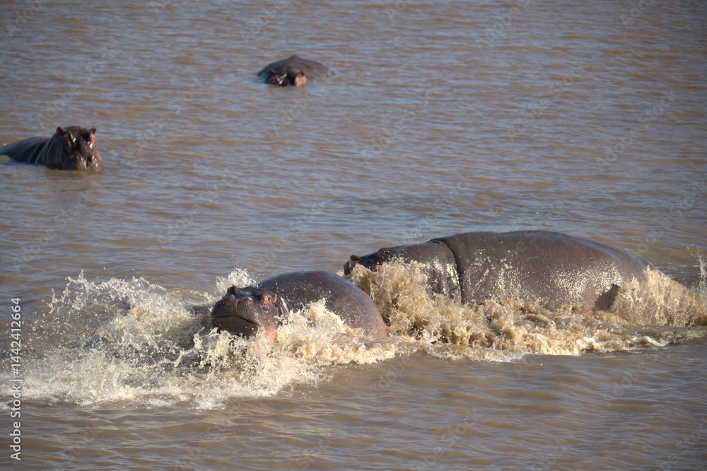 Fototapeta premium Hippopotamus in wild savanna , Animal of africa